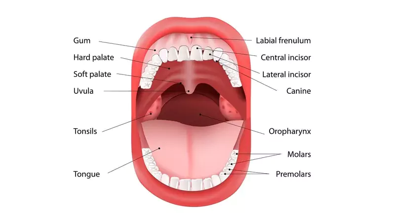 Hard Palate Cancer
